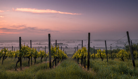 What Exactly is “Terroir”? And Why Does it Matter?