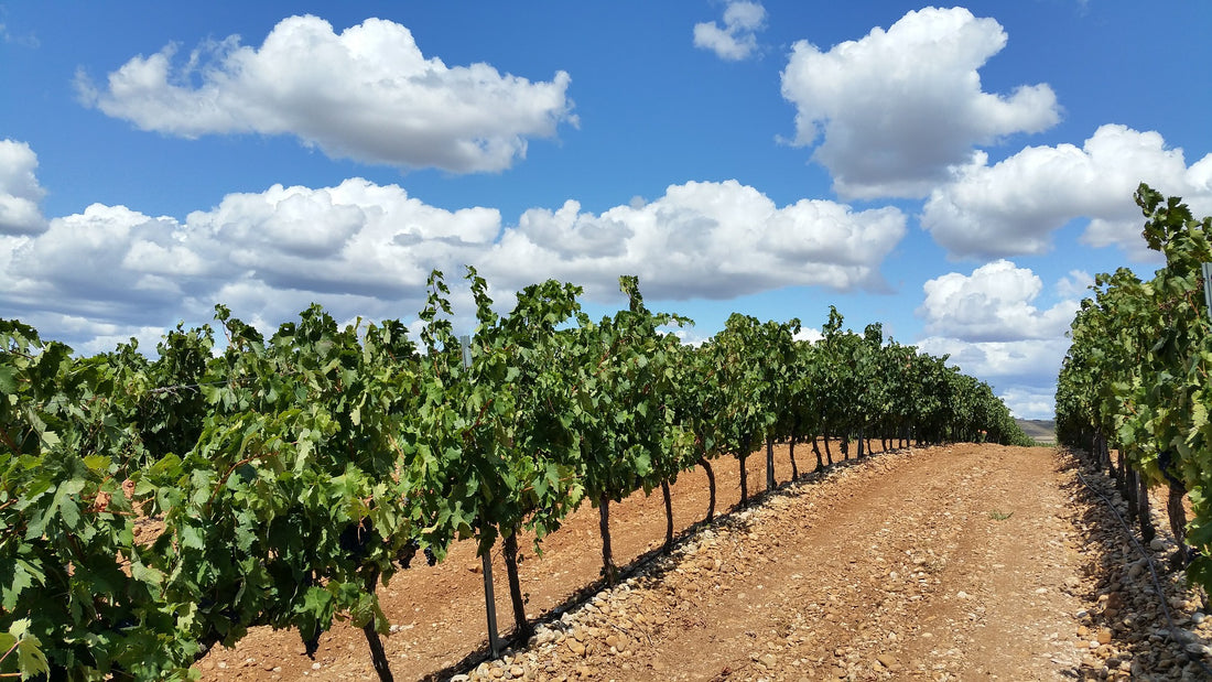 Spanish Wines: What to Expect from Andalucia to La Rioja